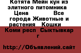 Котята Мейн-кун из элитного питомника › Цена ­ 20 000 - Все города Животные и растения » Кошки   . Коми респ.,Сыктывкар г.